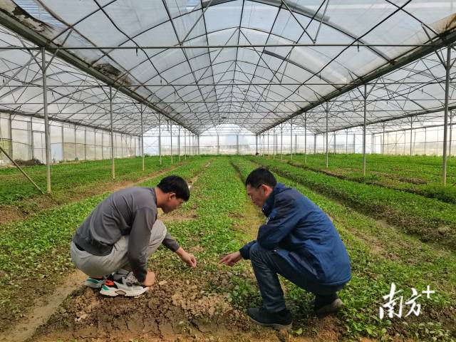 师生“轻骑兵”团队在兴宁叶南渔村蔬(漉)菜育苗试验基地。