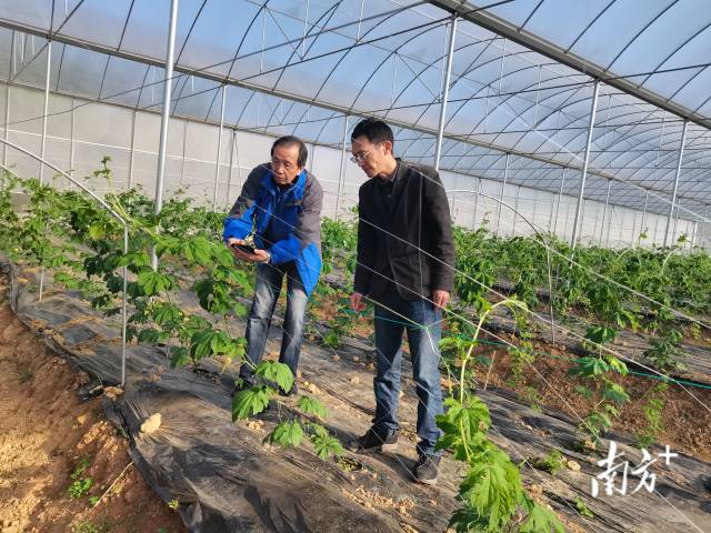 教师“轻骑兵”团队在兴宁叶南渔村瓜果大棚种植基地。