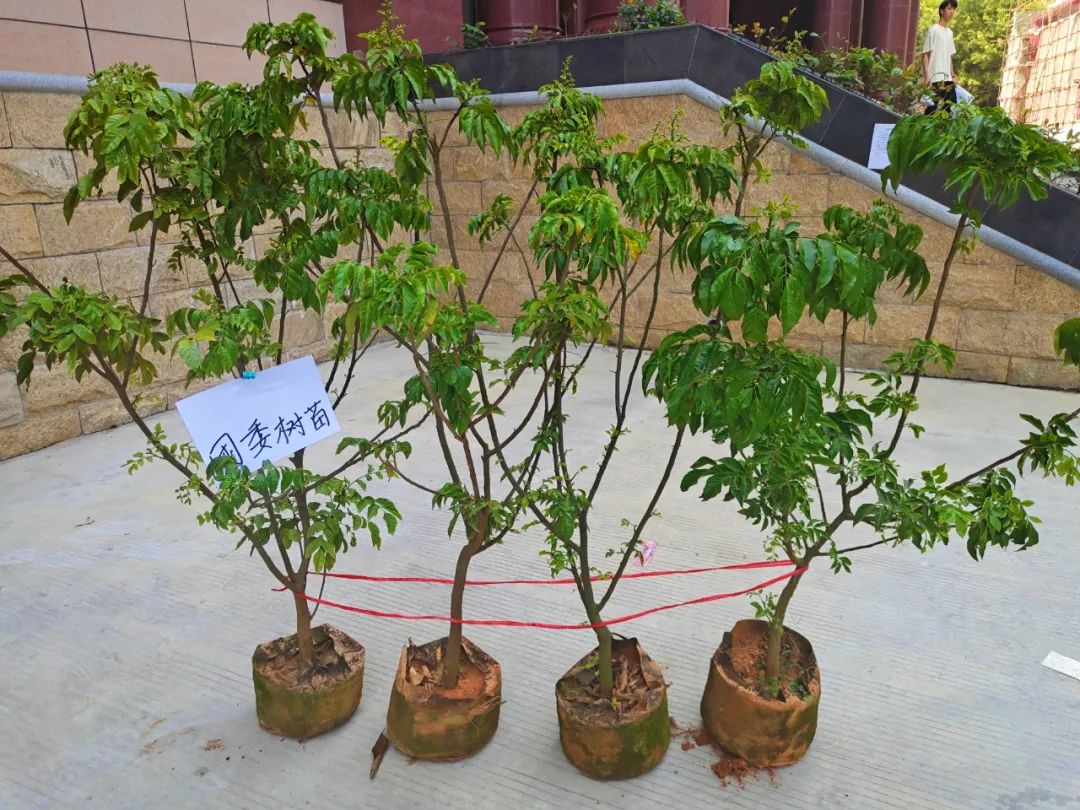 团委树苗 广州工商学院供图.jpg 团委树苗 广州工商学院供图.jpg