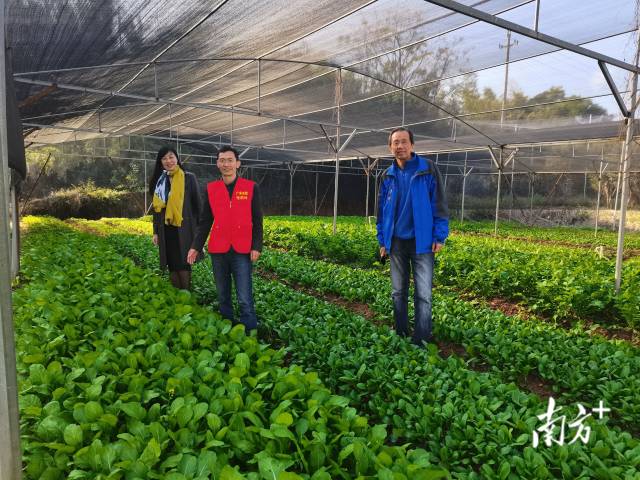 教师“轻骑兵”团队在兴宁叶南渔村蔬(漉)菜种植试验基地。